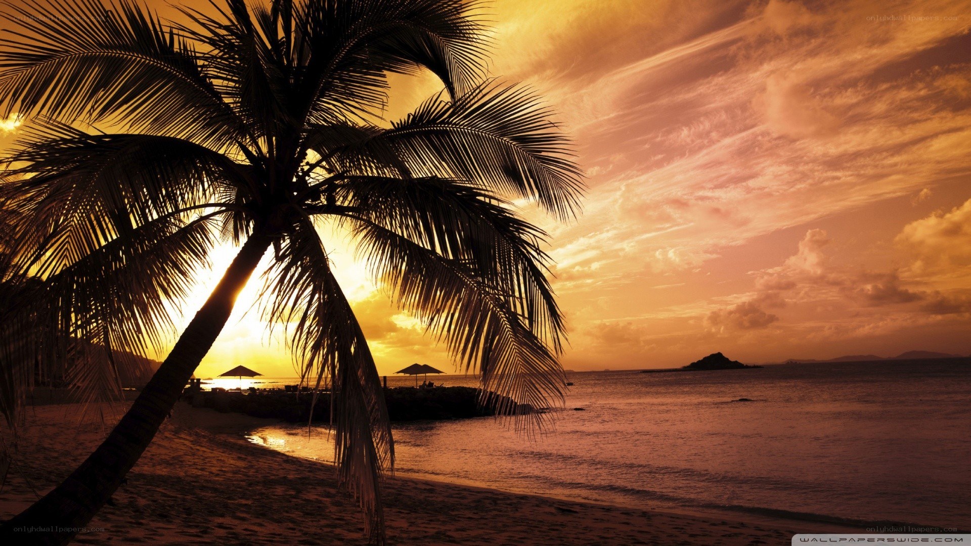 Palm tree at sunset on beach