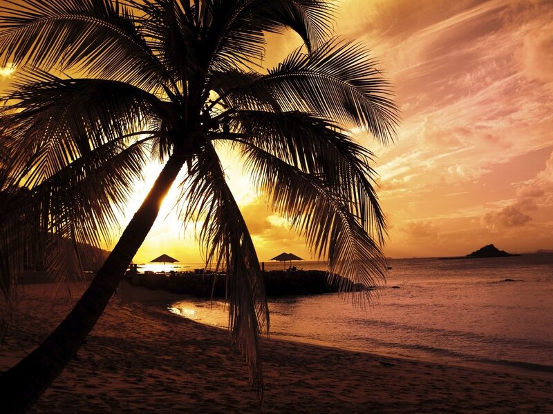 Palm tree at sunset on beach