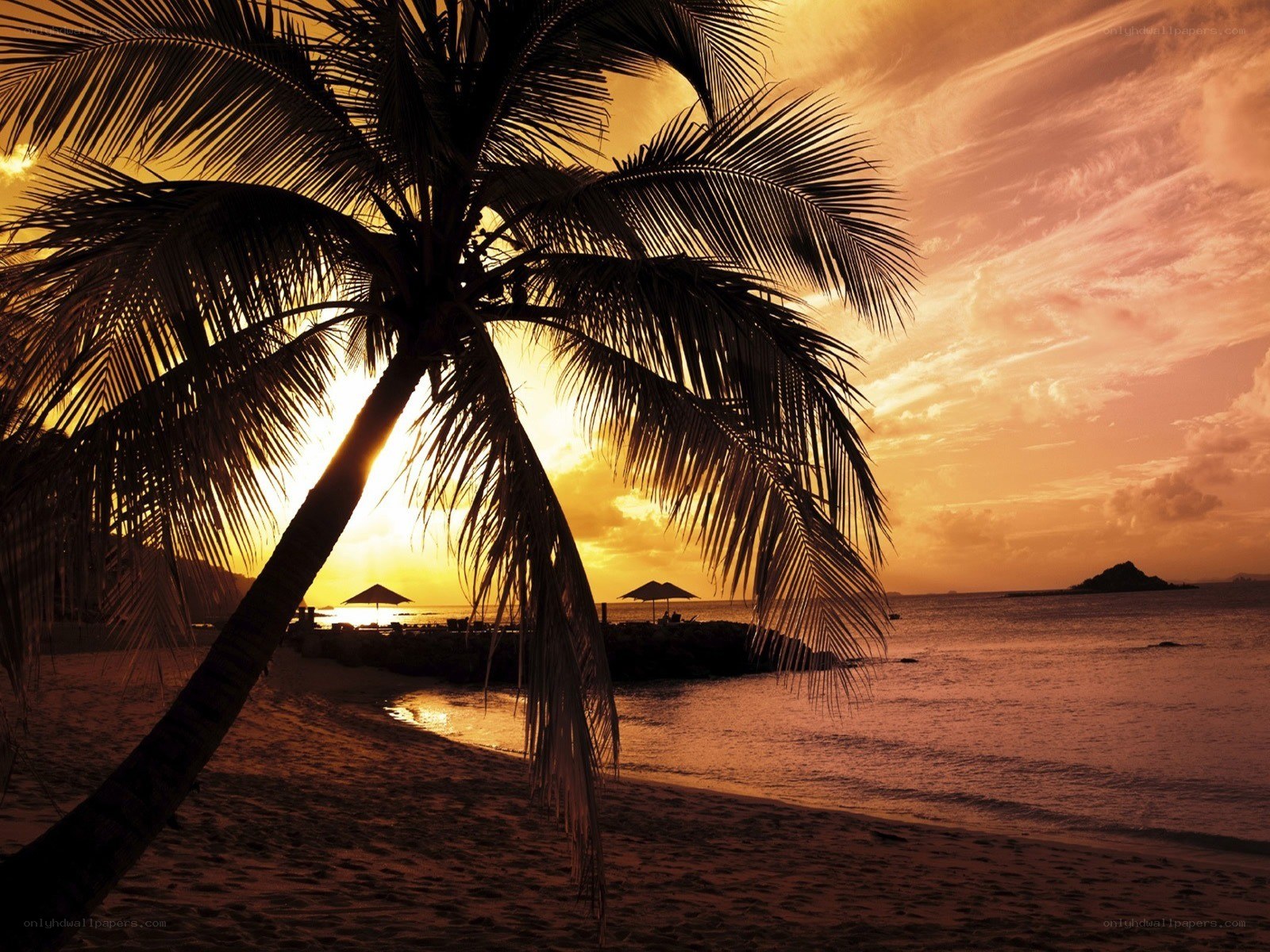 Palm tree at sunset on beach