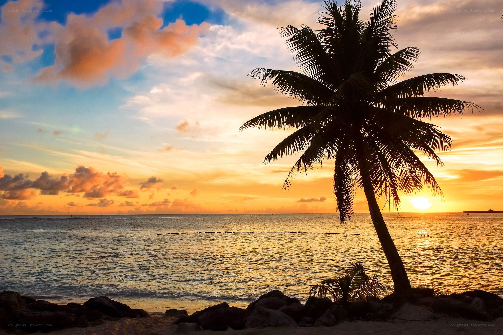 Palm tree at sunset on beach