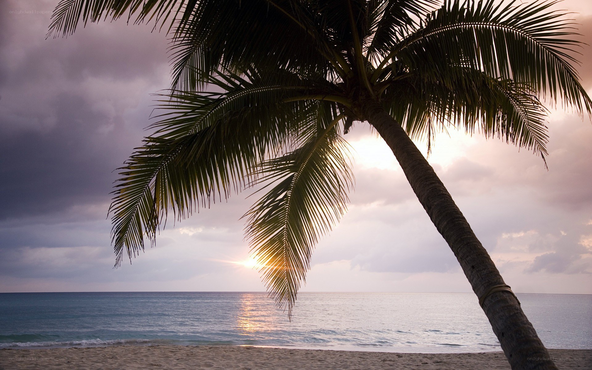 Palm tree at sunset on beach