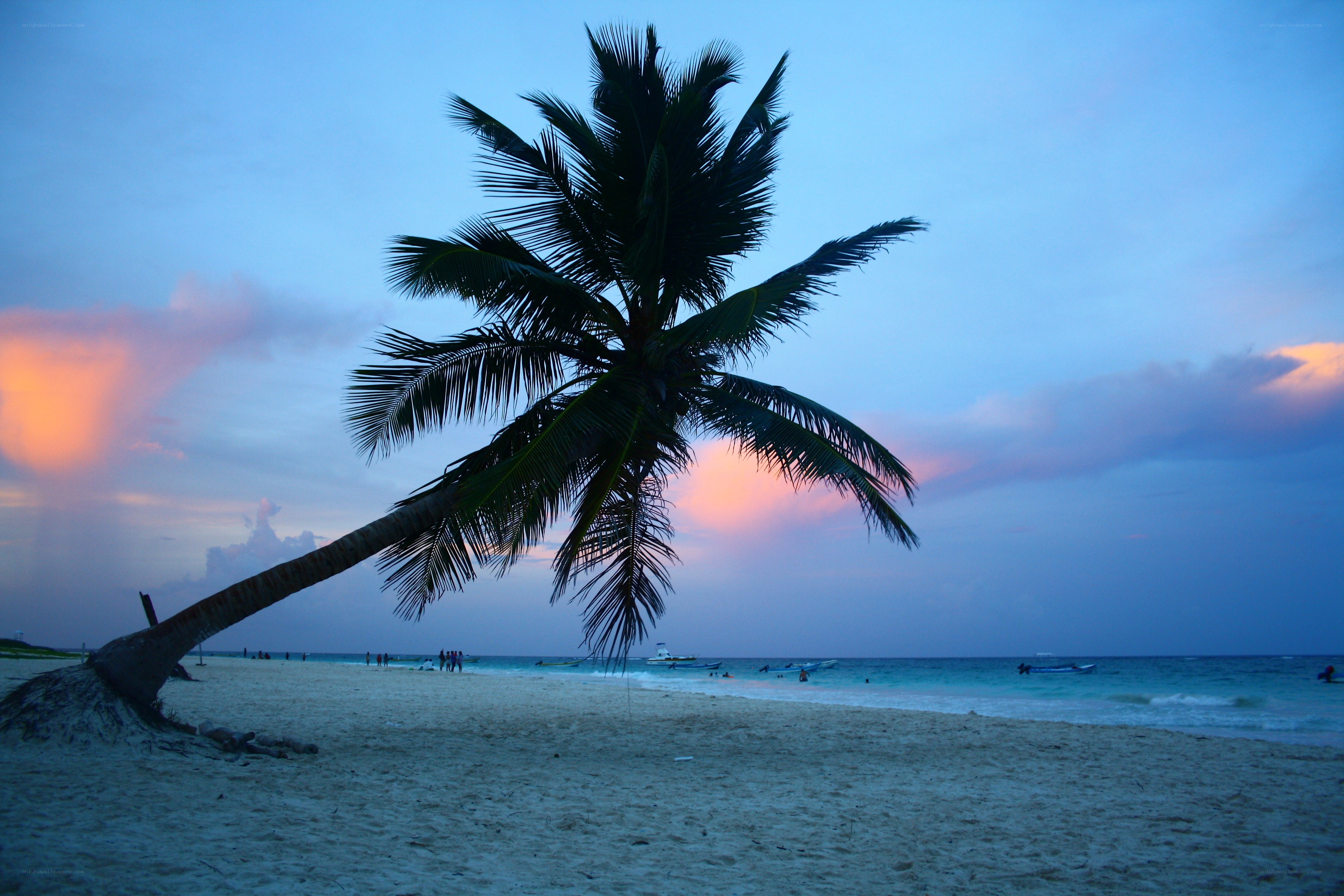 palm tree at sunset on beach
