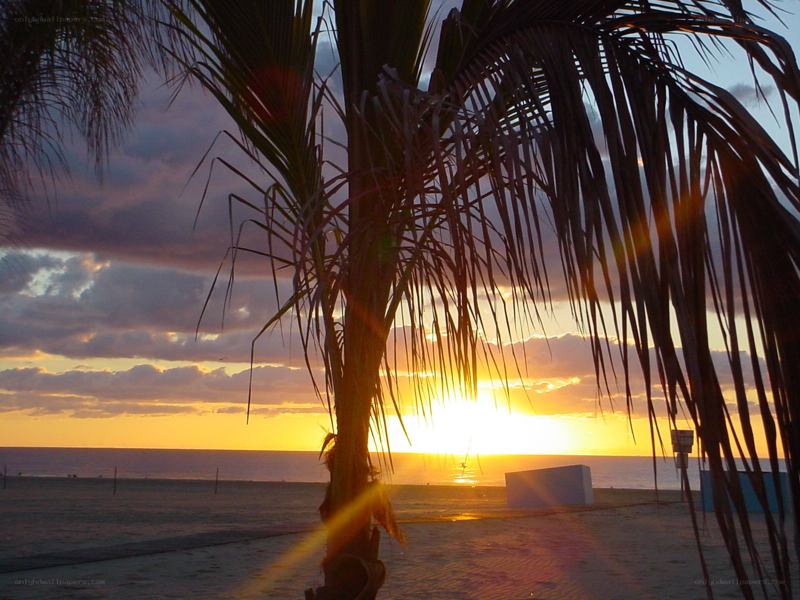 Palm tree at sunset on beach