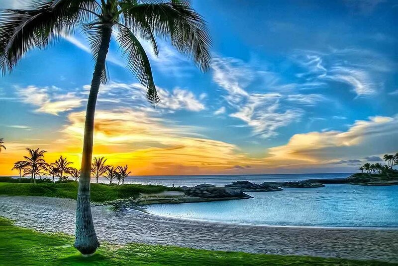 Palm tree at sunset on beach