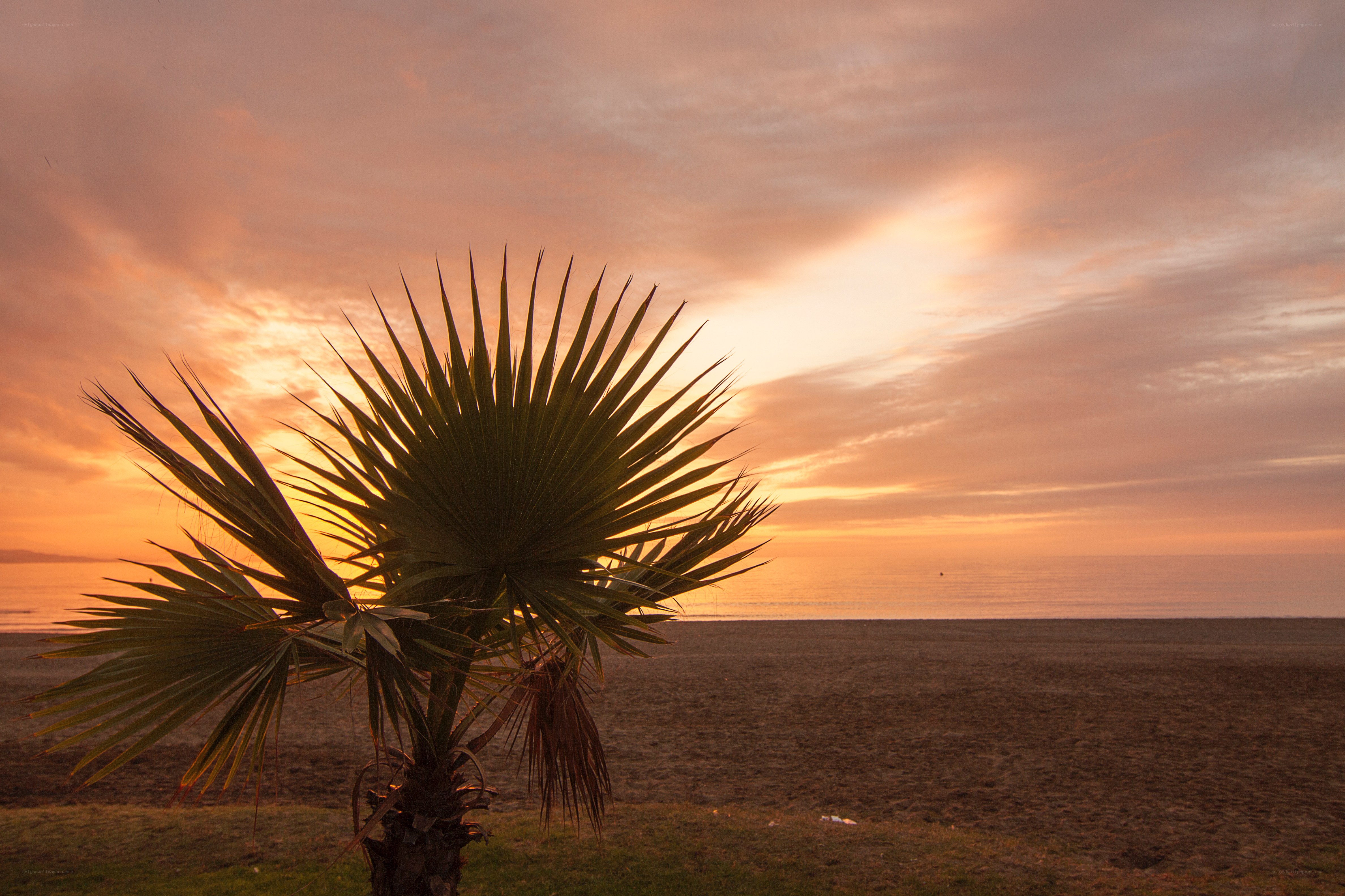 Palm tree at sunset on beach