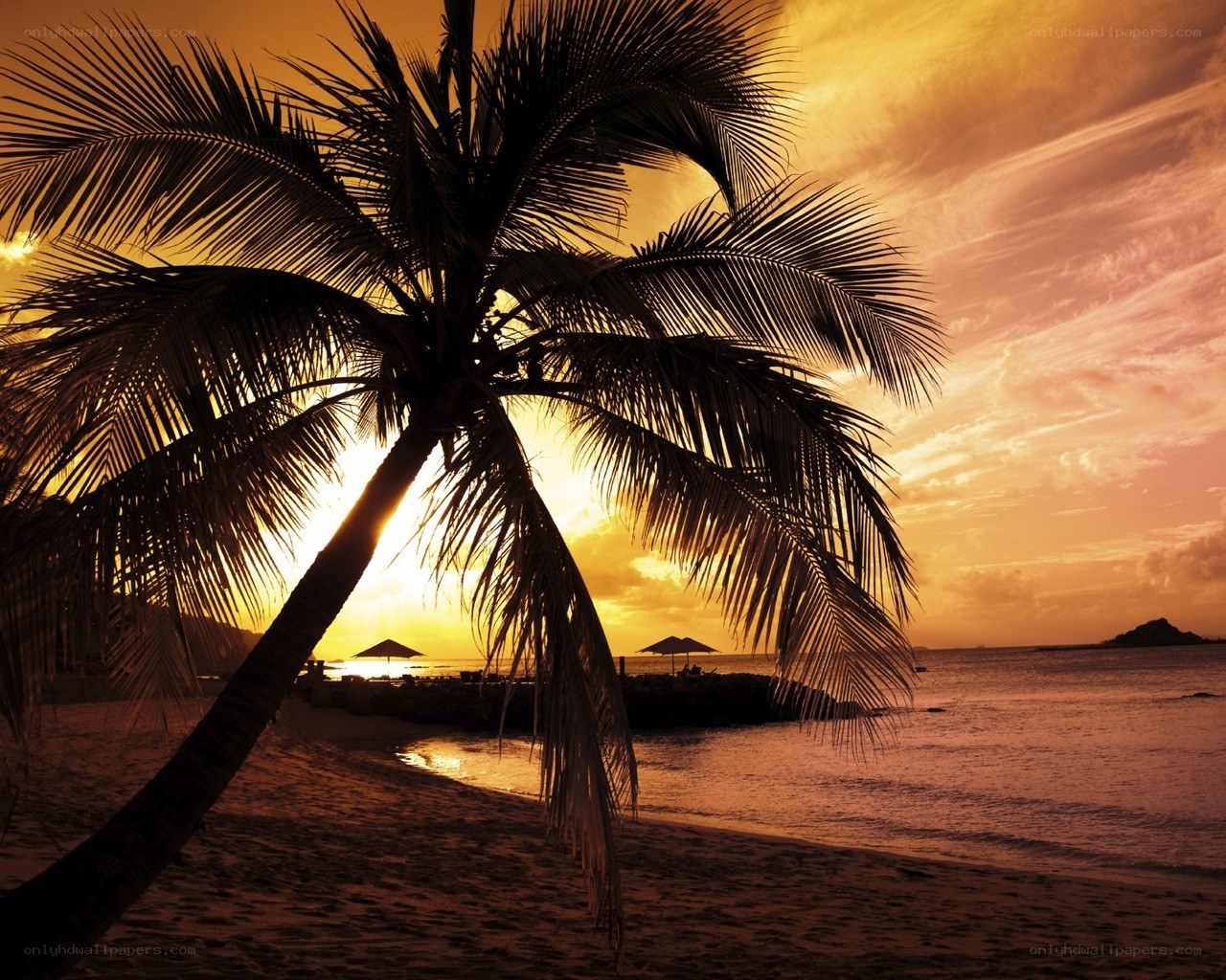 Palm tree at sunset on beach