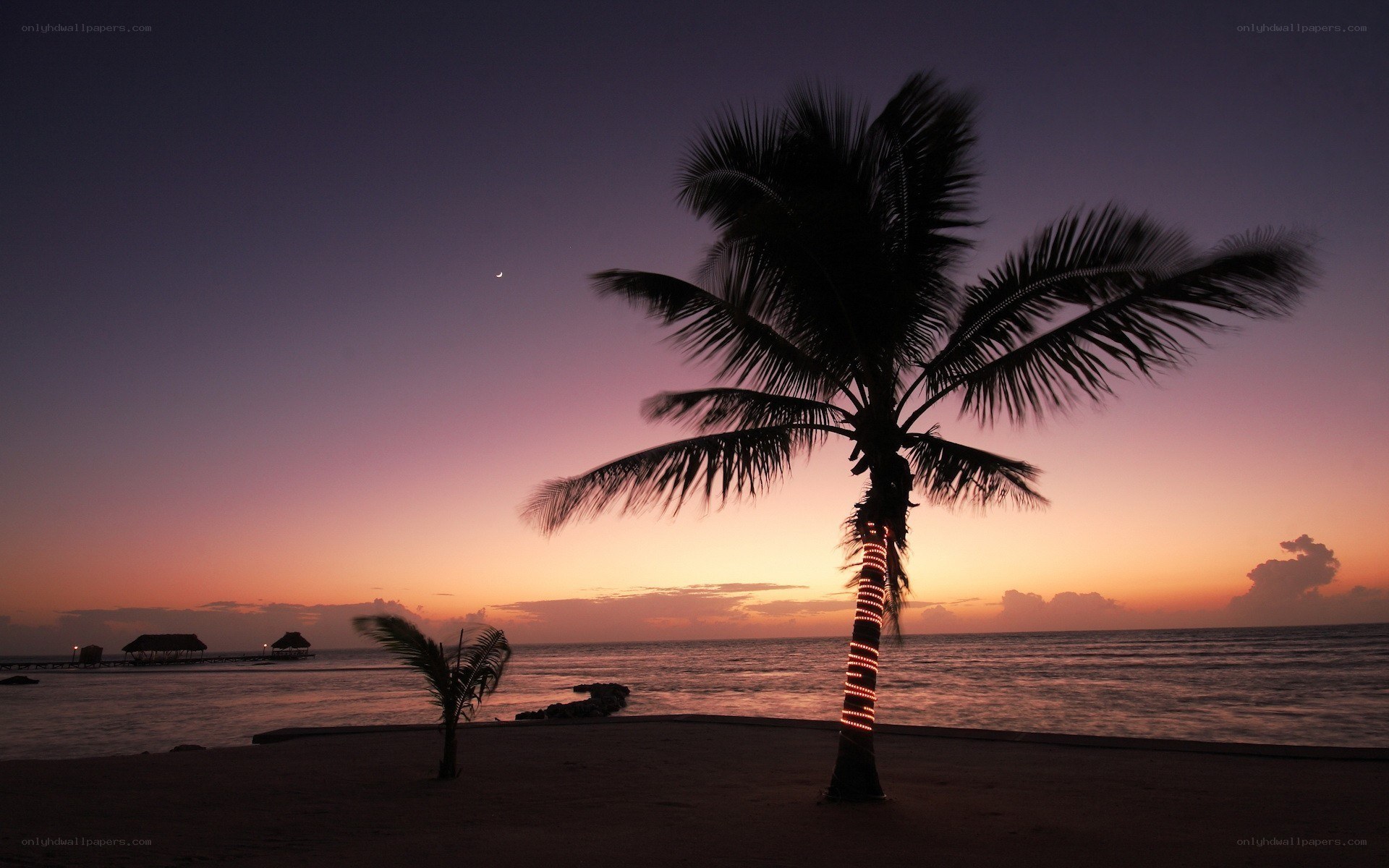 Palm tree at sunset on beach