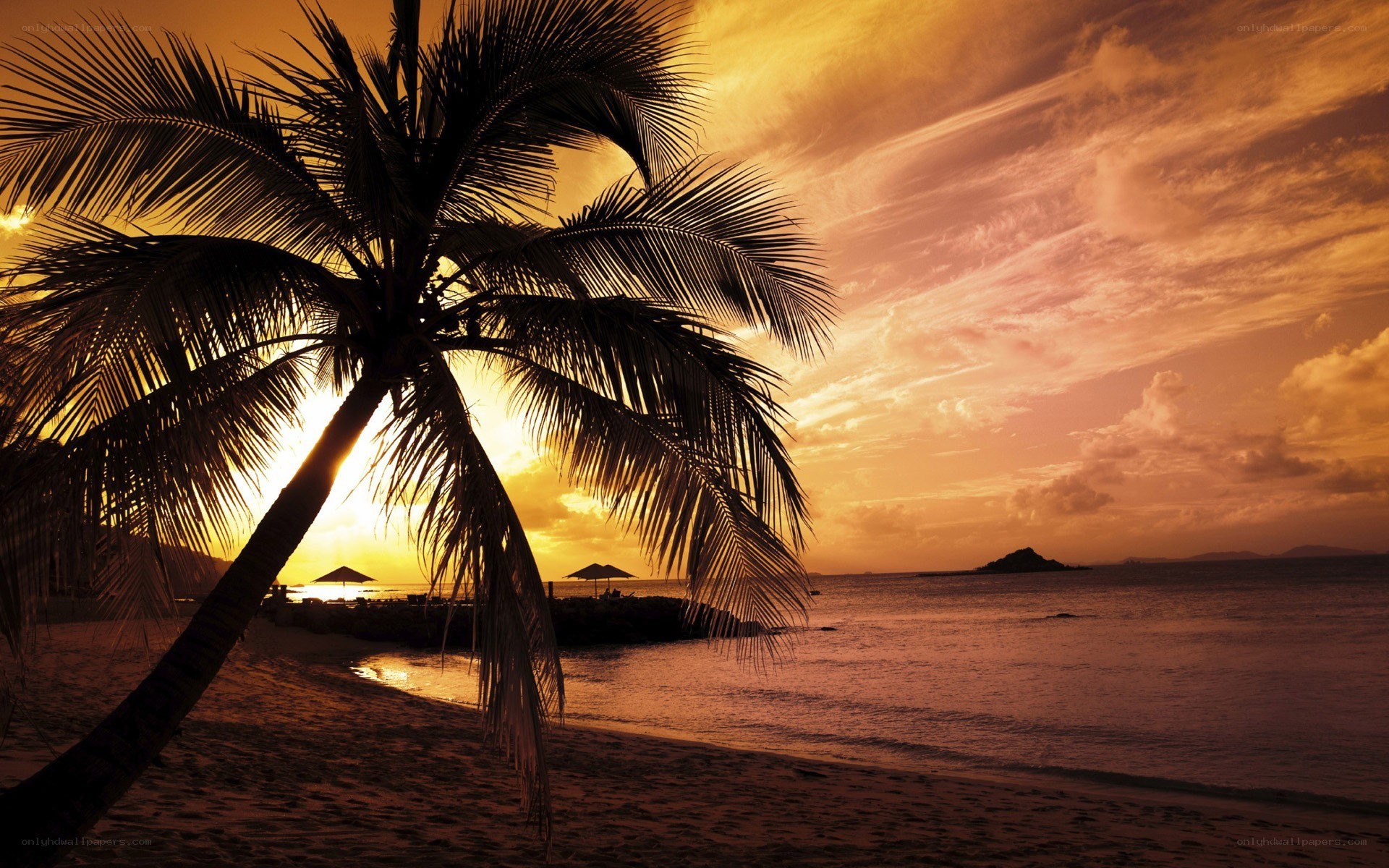 Palm tree at sunset on beach