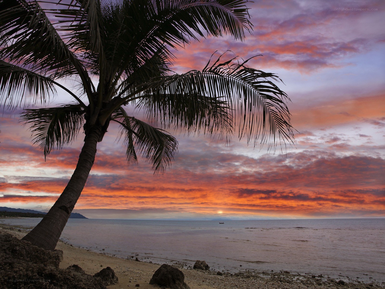 Palm tree at sunset on beach
