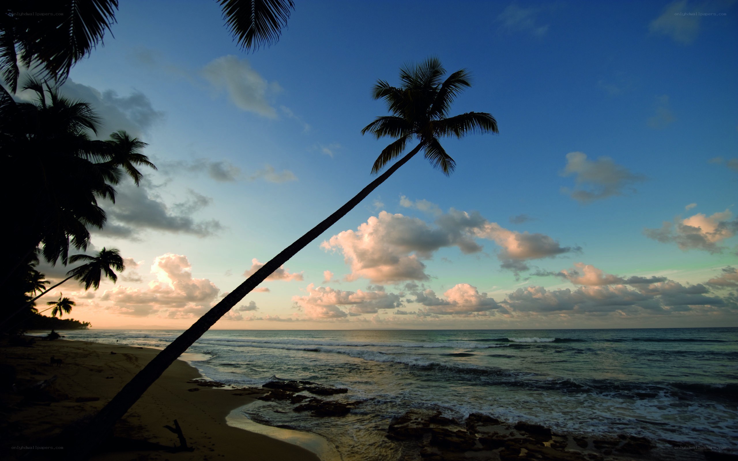 Palm tree at sunset on beach