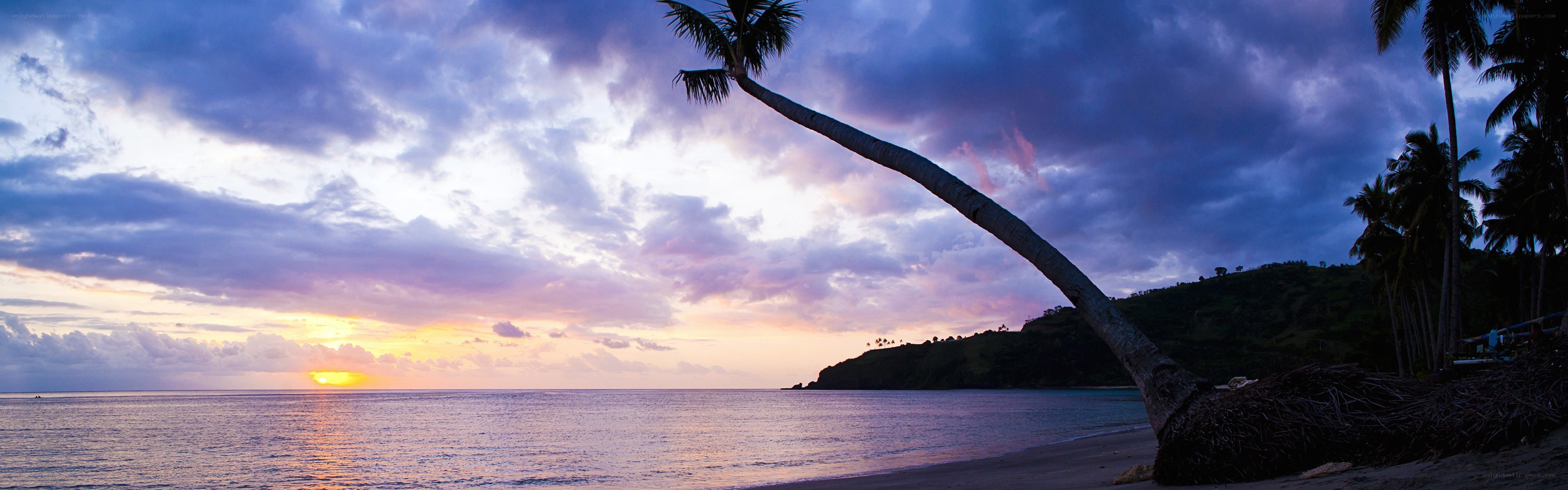 Palm tree at sunset on tropical beach