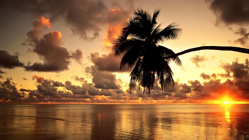 Palm Tree at Sunset — Orange, Dramatic, Photograph, Ocean, Sky, Clouds