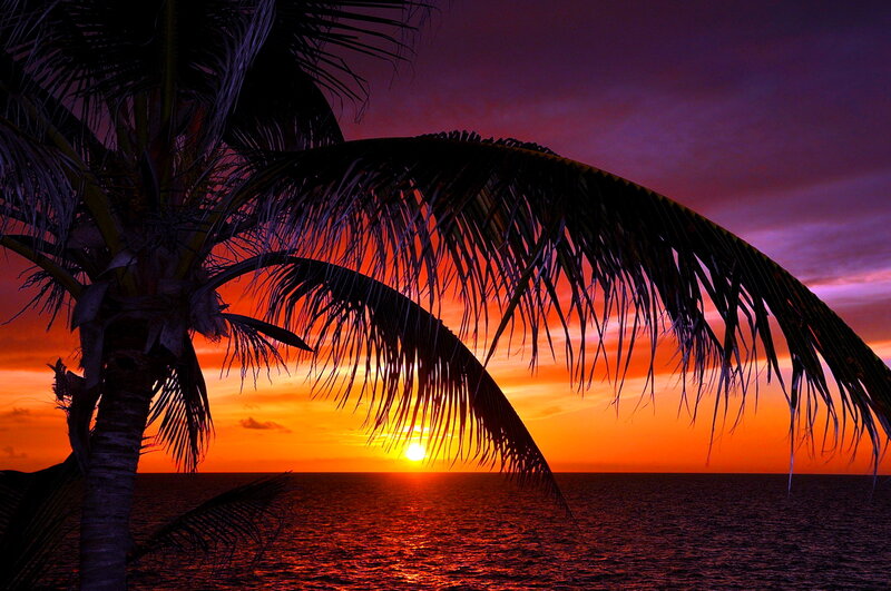 Palm Tree at Sunset — Orange, Dramatic, Photograph, Ocean, Sun