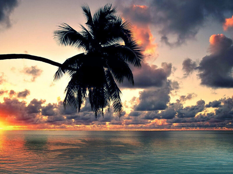 Palm Tree at Sunset — Orange, Dramatic, Photograph, Ocean