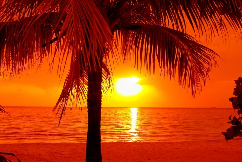Palm Tree at Sunset — Orange, Dramatic, Photograph, Sun