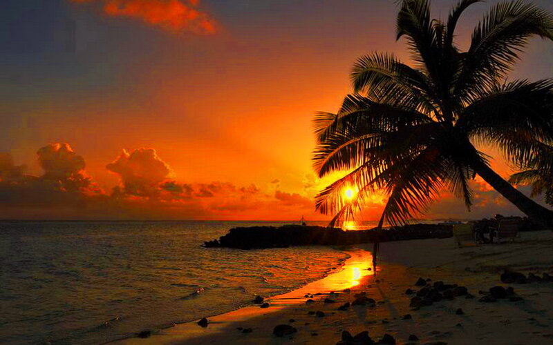 Palm Tree at Sunset — Orange, Dramatic, Photograph