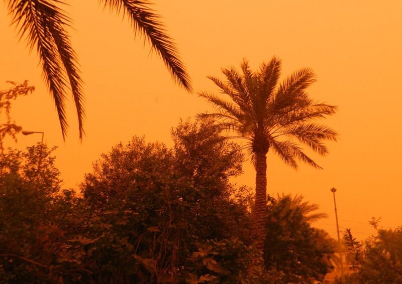 Palm Tree at Sunset — Orange, Dramatic, Photograph, Trees