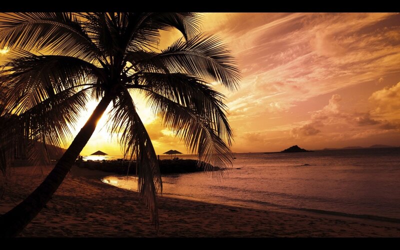 Palm Tree at Sunset — Orange, Serene, Photograph, Beach, Ocean