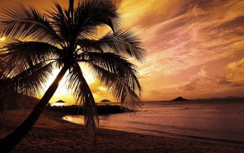 Palm Tree at Sunset — Orange, Serene, Photograph, Beach, Ocean, Umbrellas, Yellow, Black
