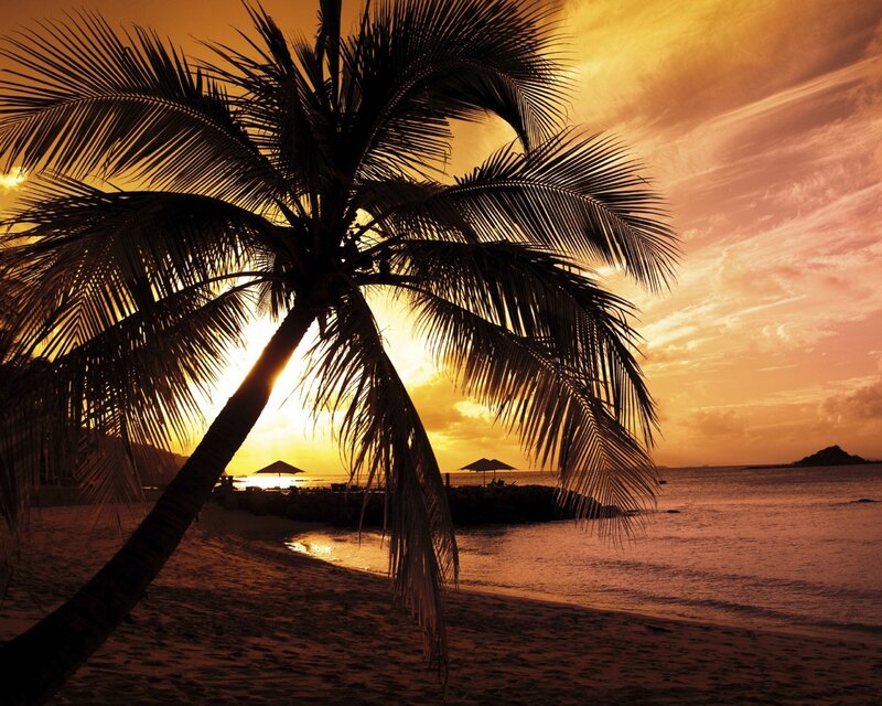 Palm Tree at Sunset — Orange, Serene, Photograph, Beach, Ocean, Umbrellas, Yellow
