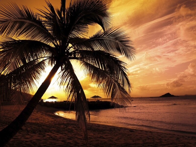 Palm Tree at Sunset — Orange, Serene, Photograph, Beach