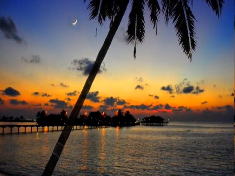 Palm Tree at Sunset — Orange, Serene, Photograph, Moon