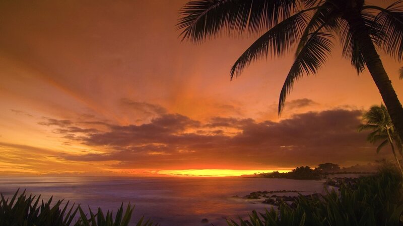 Palm Tree at Sunset — Orange, Serene, Photograph, Ocean, Clouds, Plants, Yellow