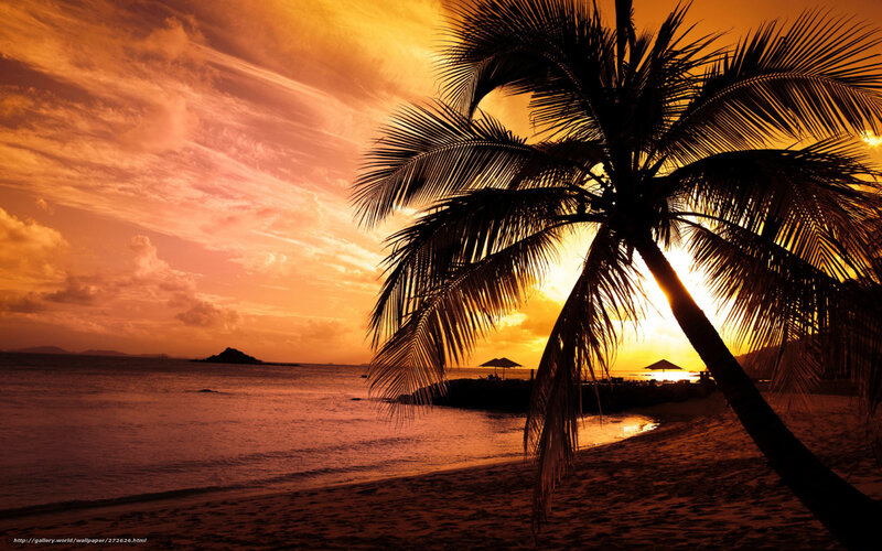 Palm Tree at Sunset — Orange, Serene, Photograph, Ocean, Sky, Beach