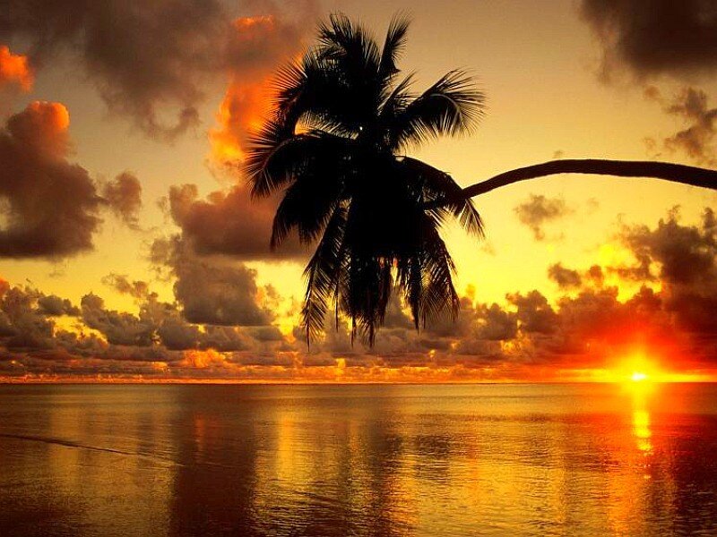 Palm Tree at Sunset — Orange, Serene, Photograph, Ocean, Sky, Clouds, Yellow, Black