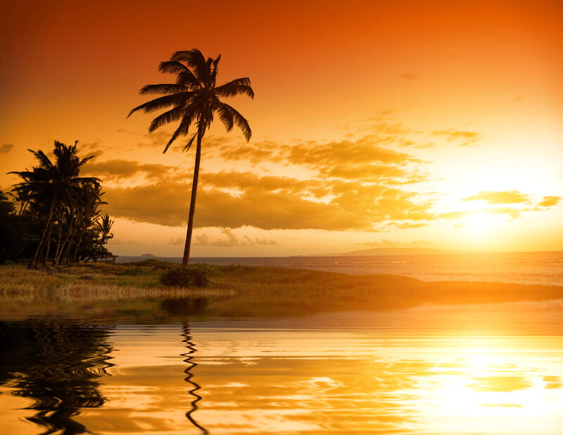Palm Tree at Sunset — Orange, Serene, Photograph, Ocean, Sky, Reflection