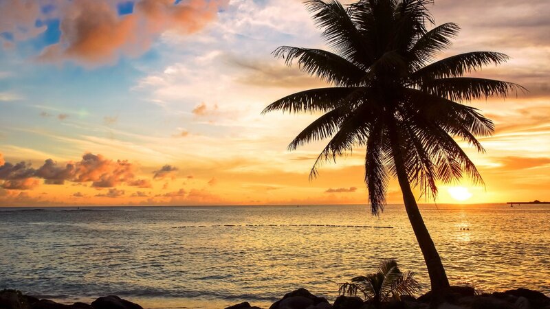 Palm Tree at Sunset — Orange, Serene, Photograph, Ocean, Sky, Rocks