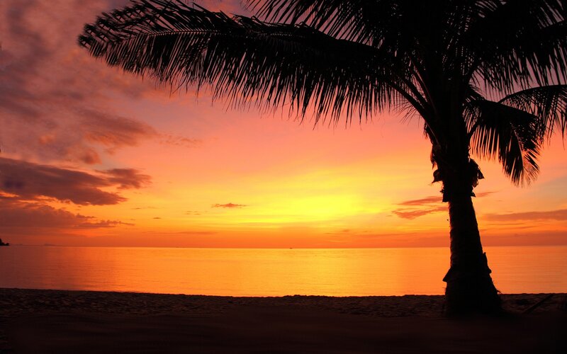 Palm Tree at Sunset — Orange, Serene, Photograph, Ocean, Sky, Sand