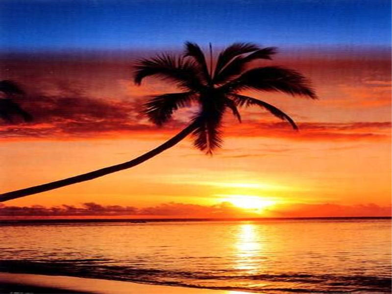 Palm Tree at Sunset — Orange, Serene, Photograph, Ocean, Sky, Sun, Blue