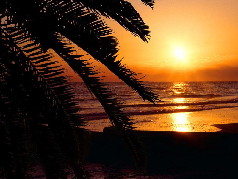 Palm Tree at Sunset — Orange, Serene, Photograph, Ocean, Sun