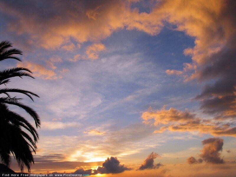 Palm Tree at Sunset — Orange, Serene, Photograph, Palm Tree