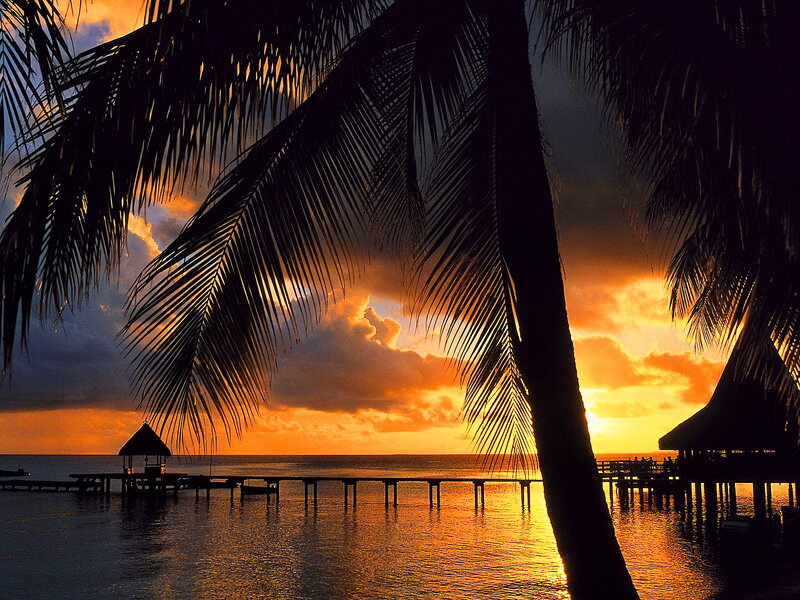 Palm Tree at Sunset — Orange, Serene, Photograph, Pier
