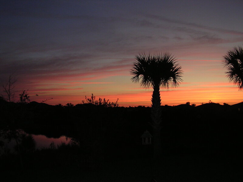 Palm Tree at Sunset — Orange, Serene, Photograph, Sky