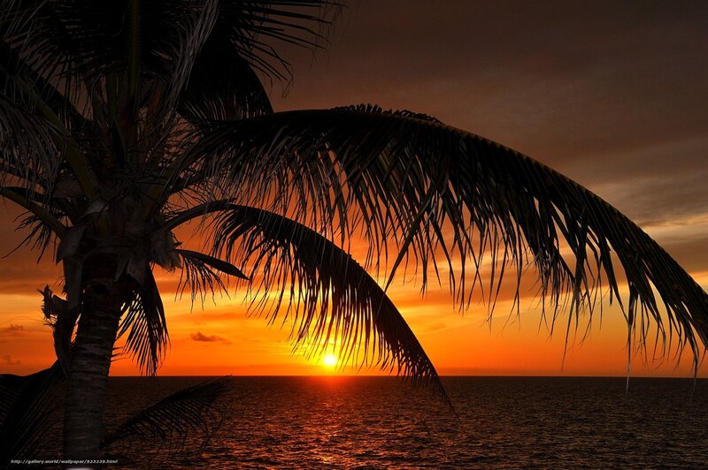 Palm Tree at Sunset — Orange, Serene, Photograph, Sun, Ocean, Sky
