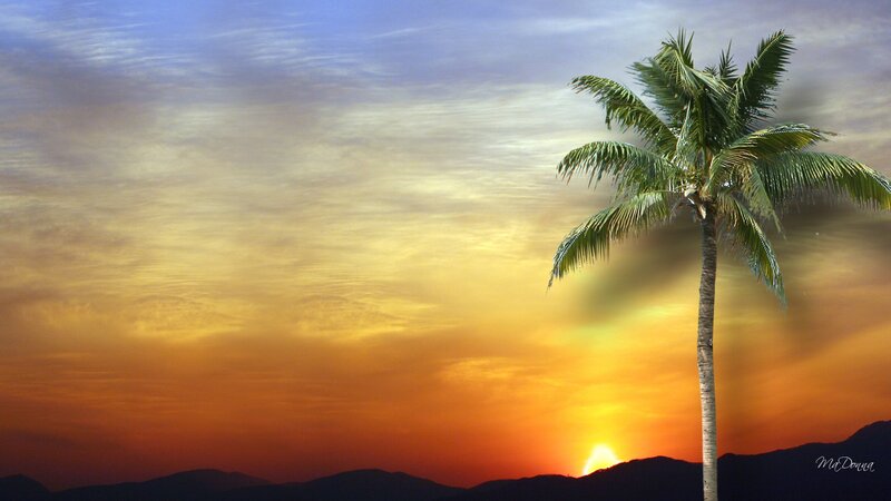 Palm Tree at Sunset — Orange, Serene, Photograph, Sun