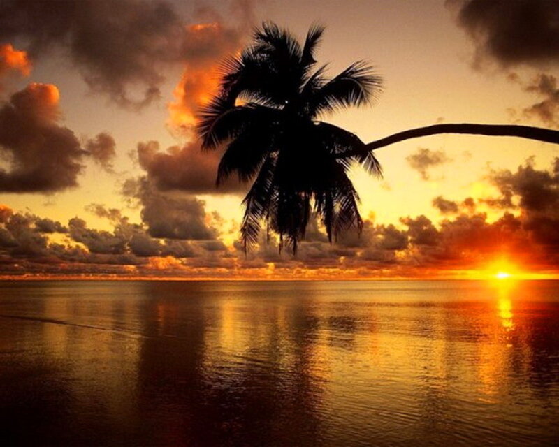 Palm Tree at Sunset — Orange, Serene, Photograph