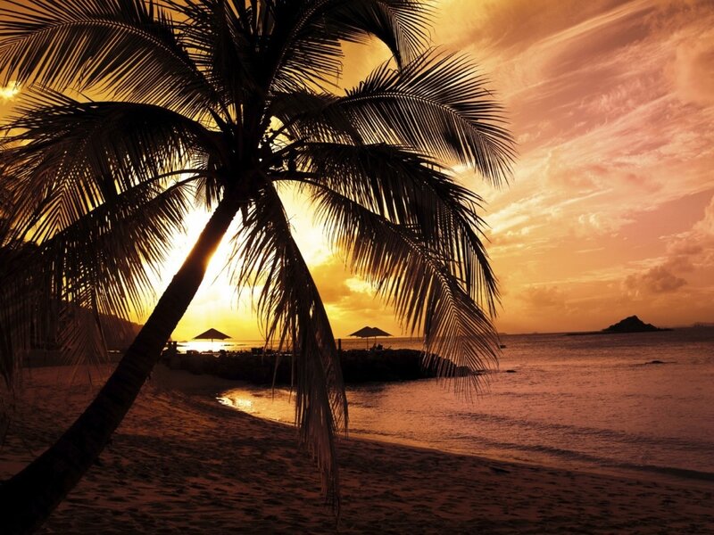 Palm Tree at Sunset — Orange, Serene
