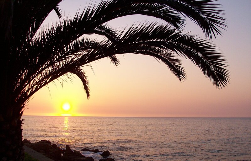 Palm Tree at Sunset — Orange