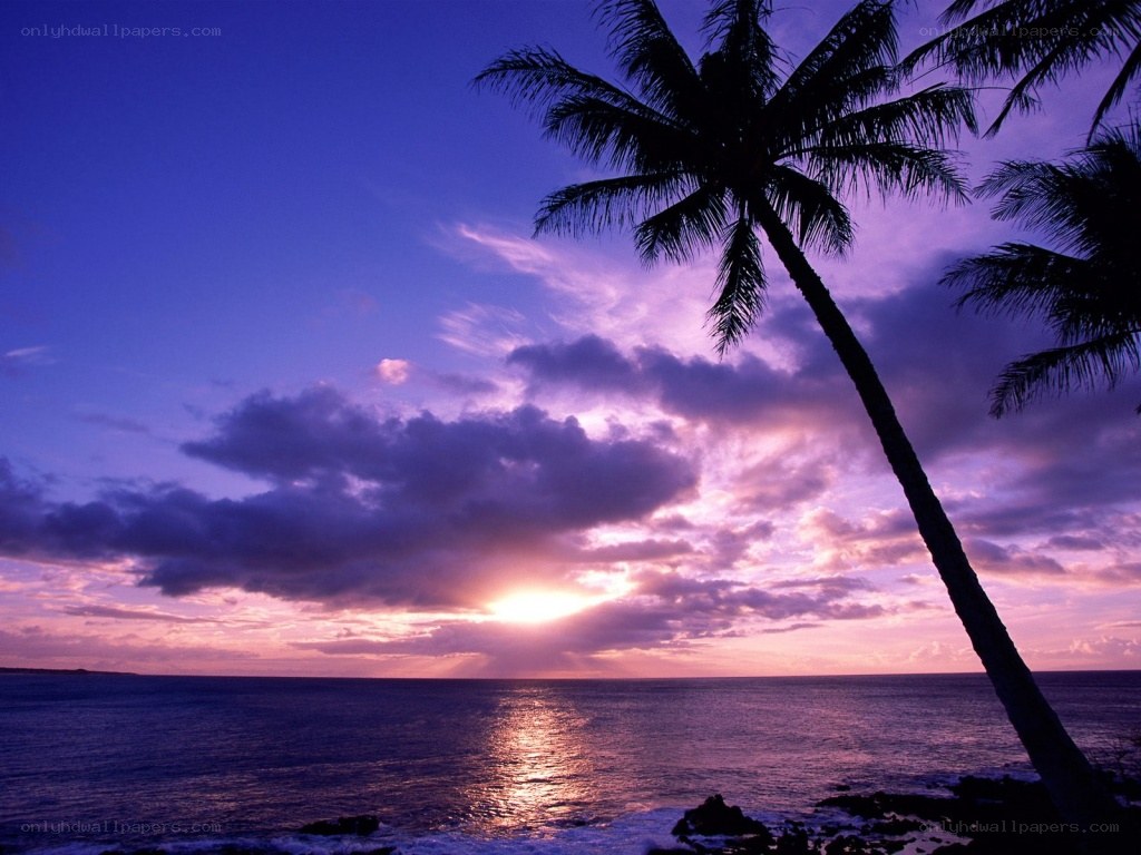 Palm tree at sunset over ocean