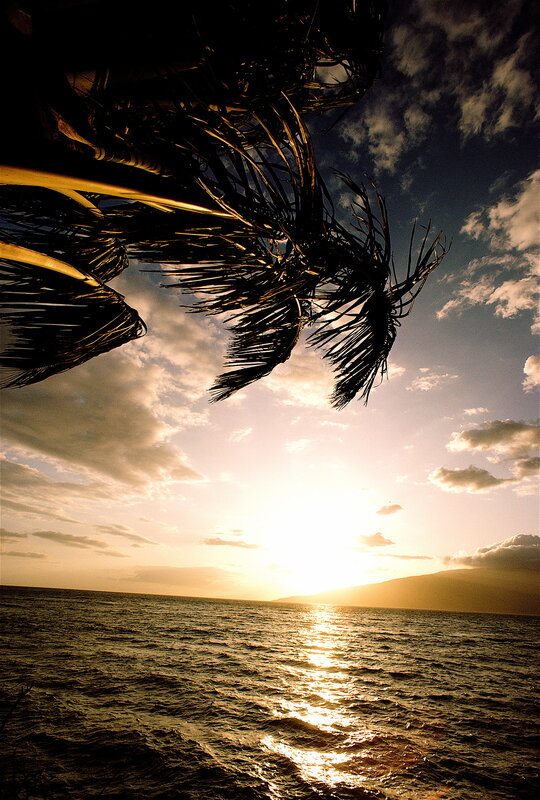 Palm tree at sunset over ocean