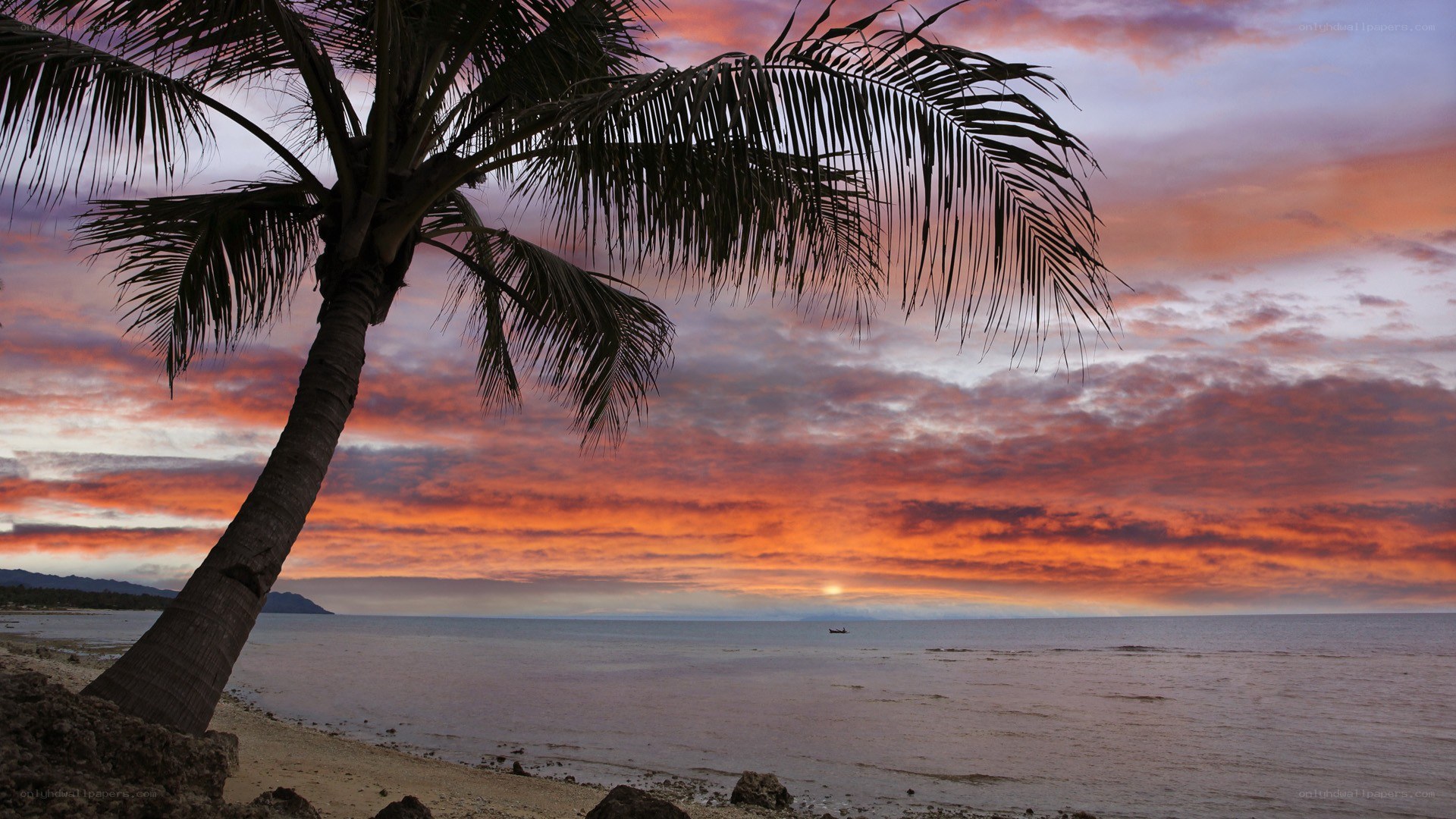 Palm tree at sunset over ocean