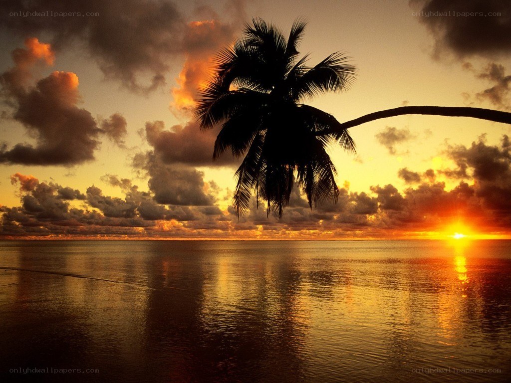 Palm tree at sunset over ocean