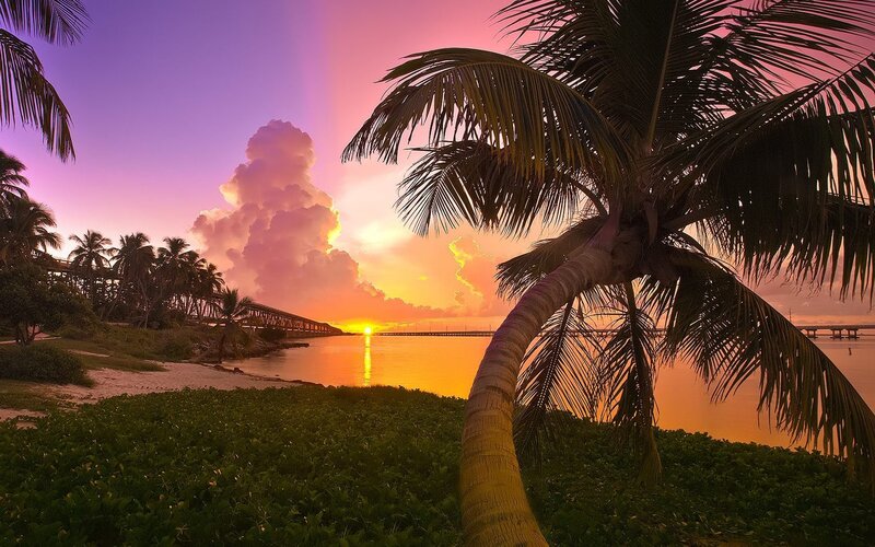 Palm tree at sunset over water