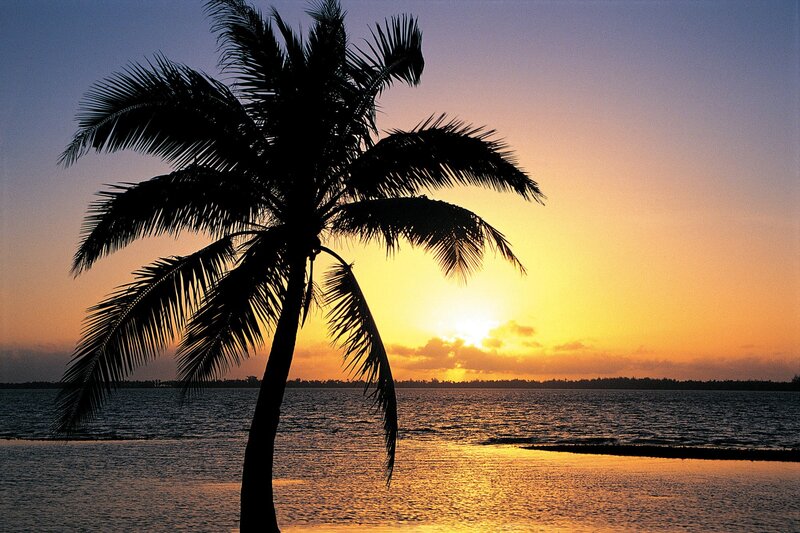Palm tree at sunset over water