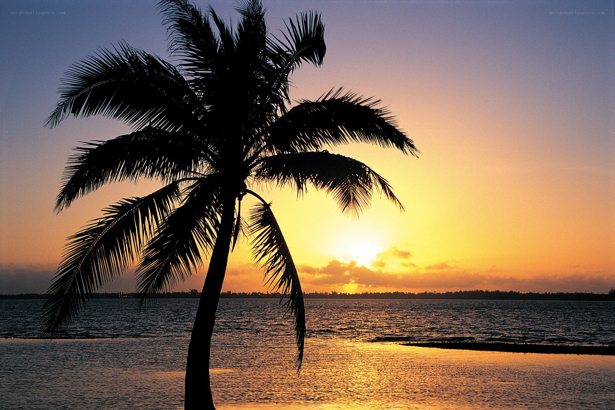 Palm tree at sunset over water