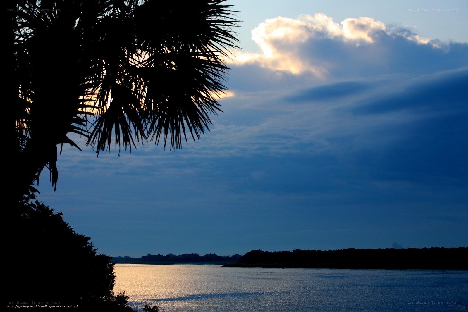 Palm tree at sunset over water